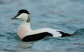 Common Eider