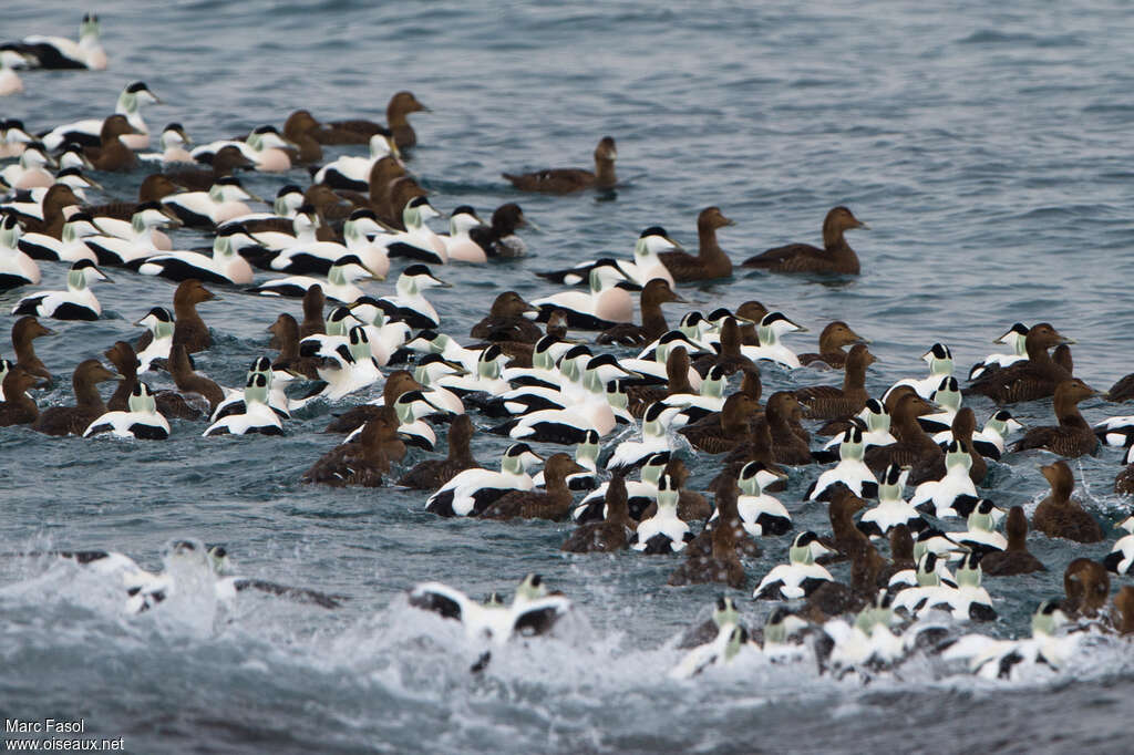 Eider à duvet, Comportement