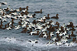 Eider à duvet