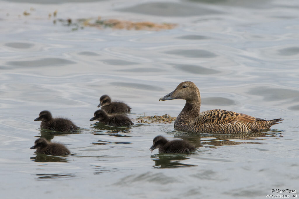 Eider à duvet, identification, nage, Nidification