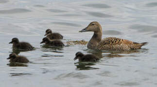 Common Eider