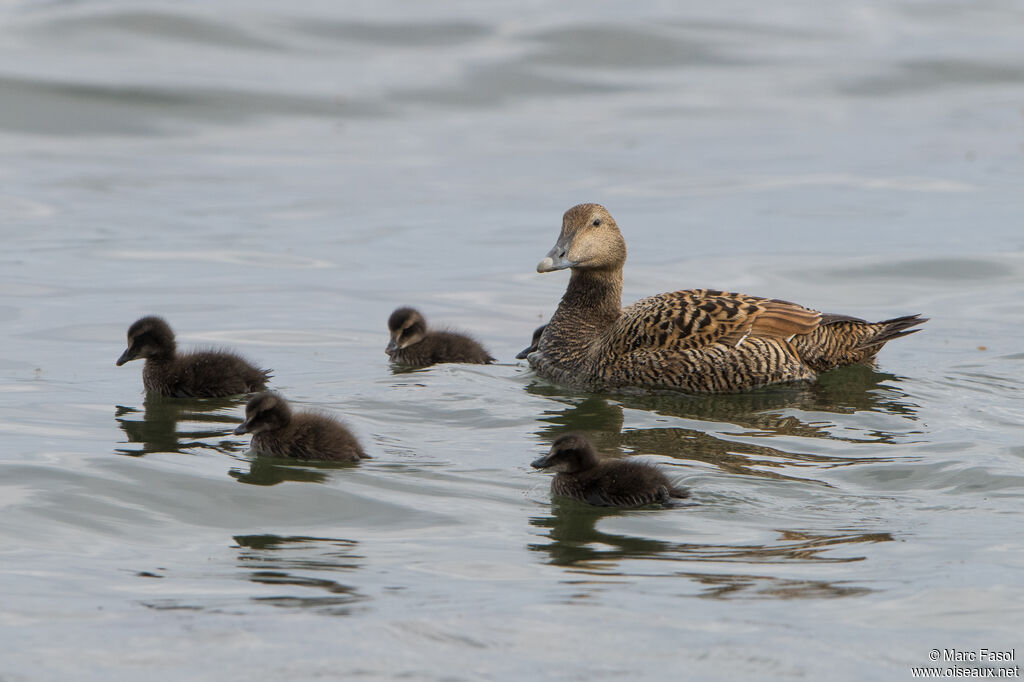 Common Eider, identification, swimming, Reproduction-nesting
