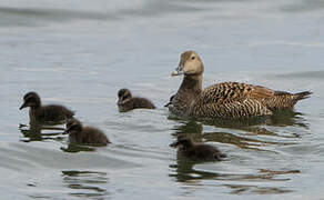 Eider à duvet