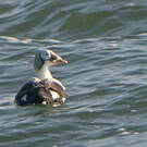 Eider à lunettes