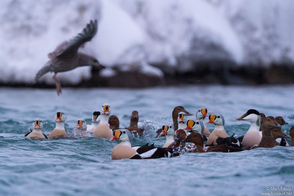 Eider à tête grise, nage