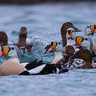 Eider à tête grise