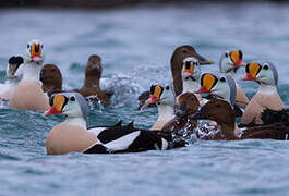 King Eider