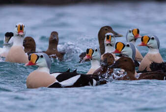 Eider à tête grise