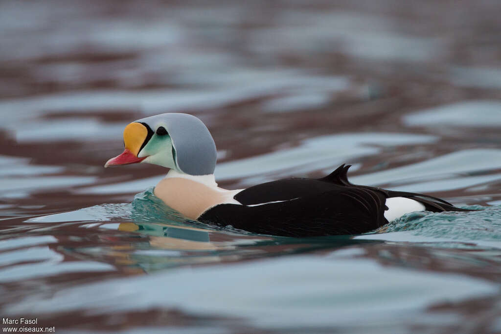 Eider à tête grise mâle adulte nuptial, identification