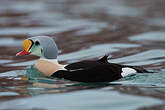 Eider à tête grise