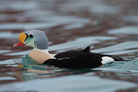 King Eider