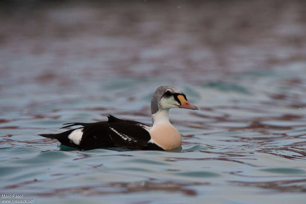 Eider à tête grise mâle 2ème année, identification