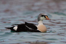 King Eider