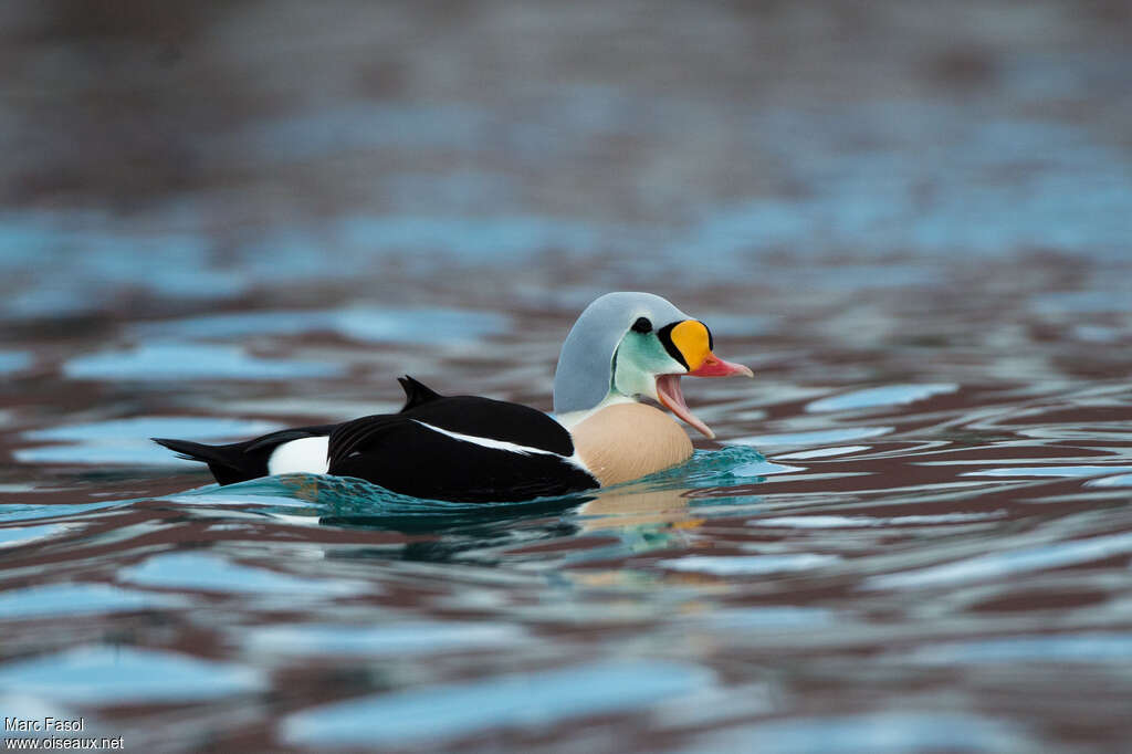 King Eider male adult breeding, pigmentation, song