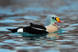 Eider à tête grise