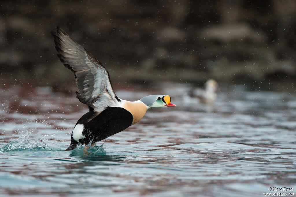 King Eider male adult, Flight