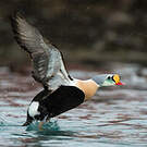 Eider à tête grise