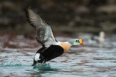 Eider à tête grise