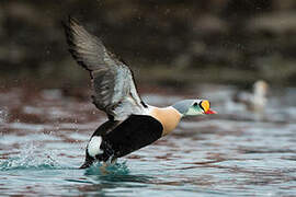 King Eider