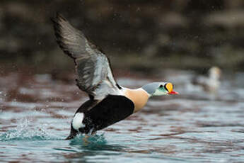 Eider à tête grise