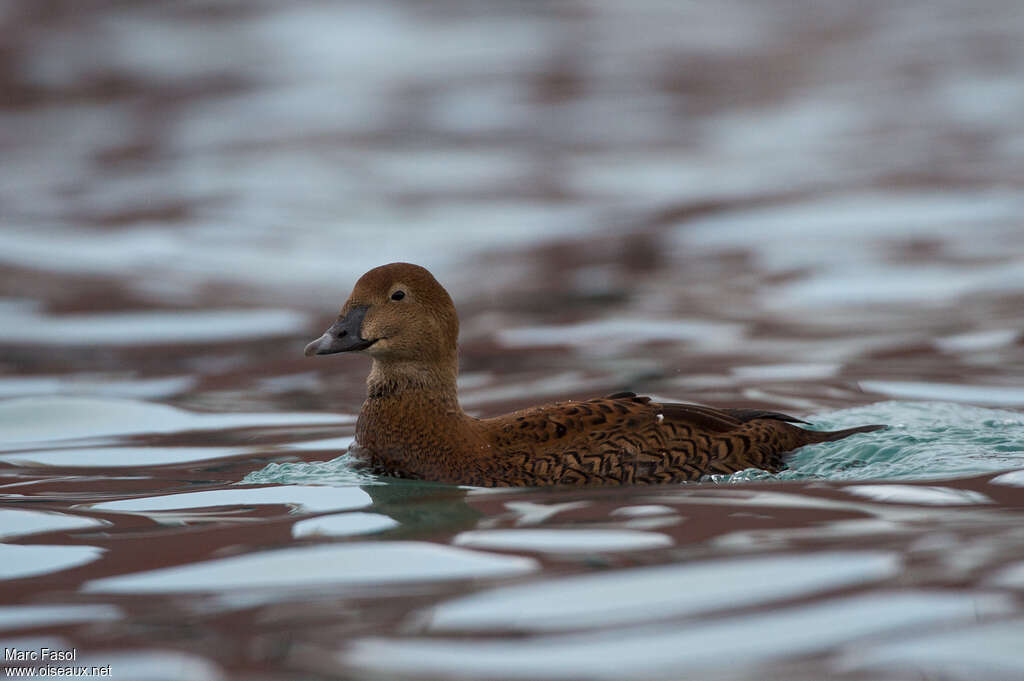 Eider à tête grise femelle adulte, pigmentation