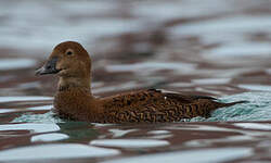 Eider à tête grise