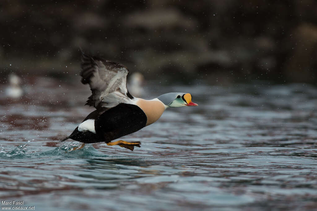 King Eider male adult breeding, Flight