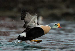 Eider à tête grise