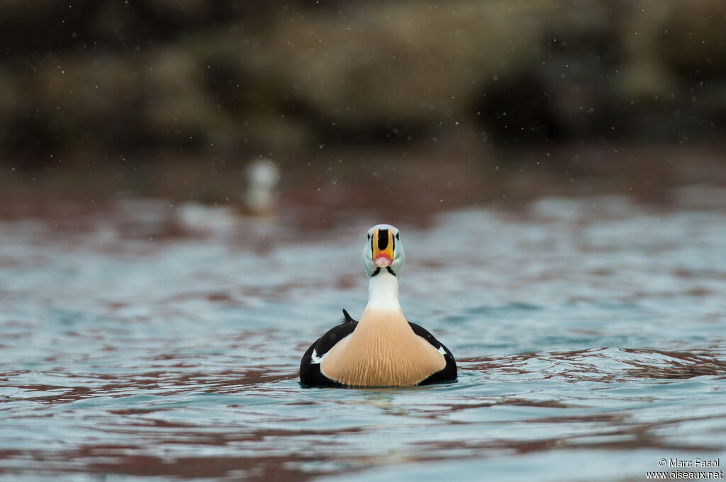 King Eider male adult breeding, identification, swimming