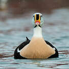 Eider à tête grise