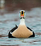 Eider à tête grise