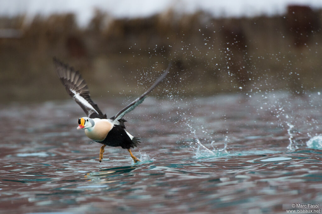 King Eider male adult breeding, Flight