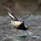 Eider à tête grise