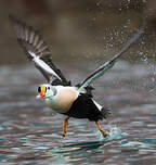 Eider à tête grise