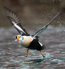 Eider à tête grise