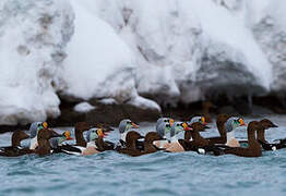 Eider à tête grise