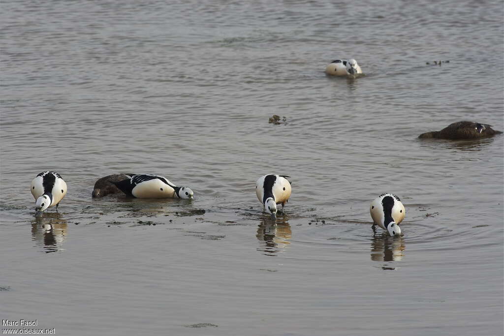 Eider de Stelleradulte nuptial, habitat, mange, Comportement