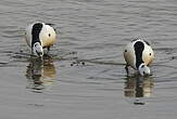 Eider de Steller