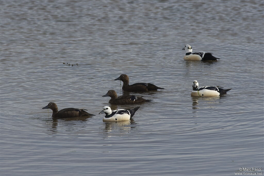 Eider de Stelleradulte nuptial, identification