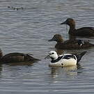 Eider de Steller