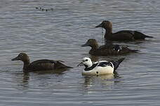 Eider de Steller