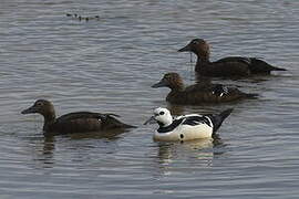 Steller's Eider