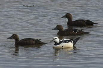 Eider de Steller