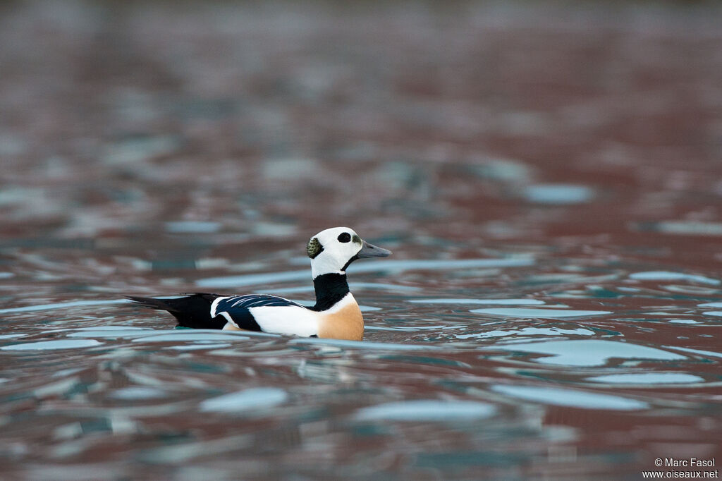 Eider de Steller mâle adulte nuptial, identification