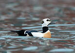 Eider de Steller