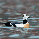 Eider de Steller