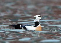 Eider de Steller