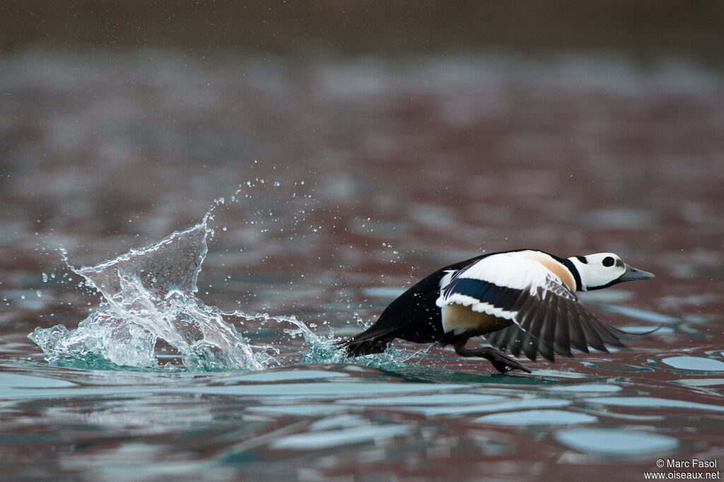 Eider de Steller mâle adulte nuptial, pigmentation, Vol