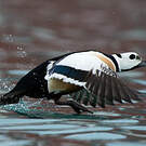 Eider de Steller