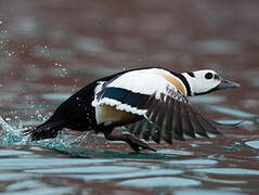 Steller's Eider